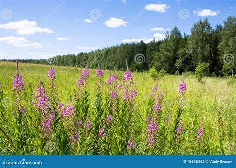 Fireweed In Field Stock Photo Image Of Peaceful Colors 15665444