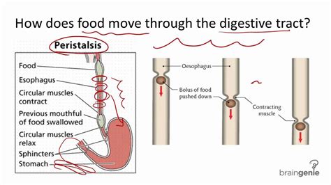 8.5.2 Peristalsis - YouTube
