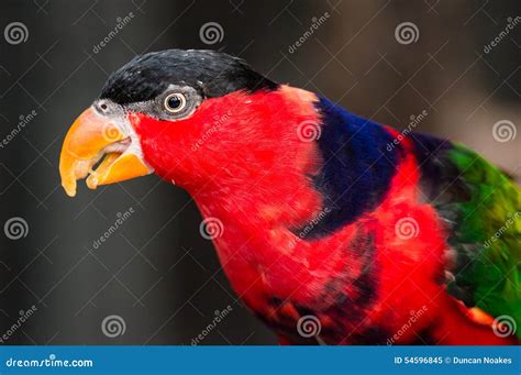 Black Capped Lorikeet Bird Stock Image Image Of Portrait 54596845