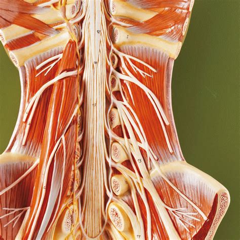 Spinal Cord Nerves Model