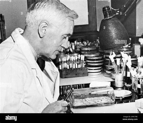 Londres Angleterre D Cembre Le Professeur Alexander Fleming