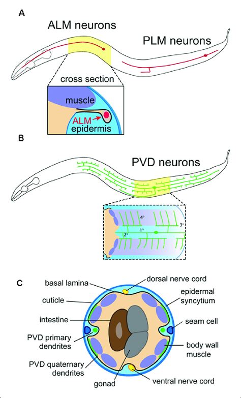 Anatomy Of C Elegans Somatosensory Neurons SSNs And Skin A