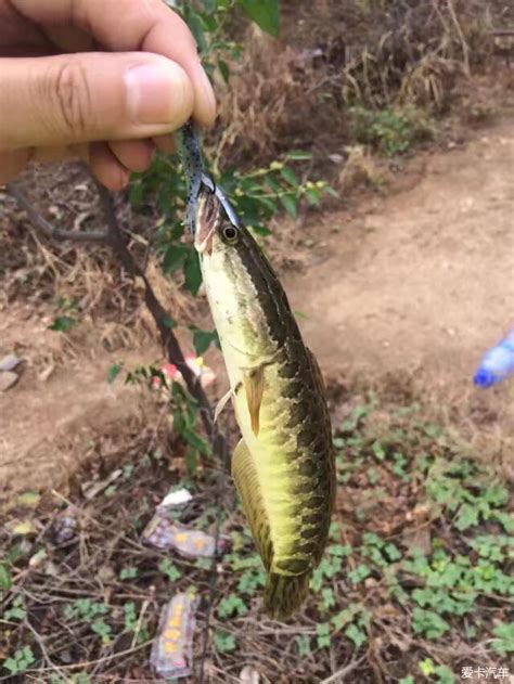 云南路亚对象鱼有哪些云南路亚鱼种罗非鱼是路亚对象鱼吗大山谷图库