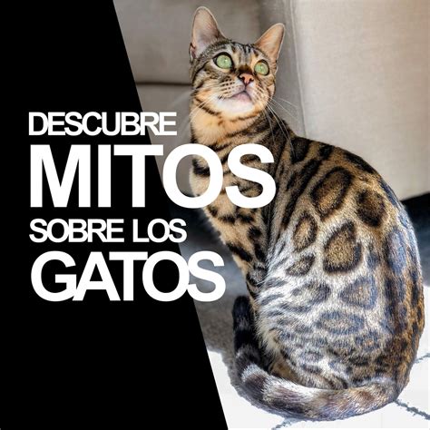 Abengalcat Interesante Descubre Mitos Sobre Los Gatos Y