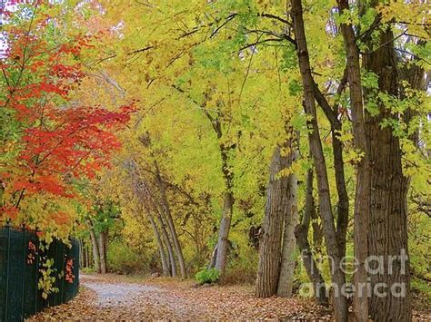 Autumn Boise River Greenbelt Boise Idaho Art Print By Art Sandi