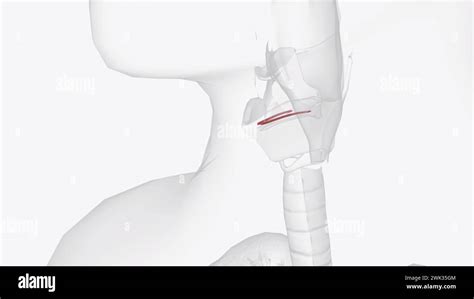 The vestibular fold is one of two thick folds of mucous membrane, each ...