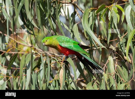 Australian King Parrot Alisterus Scapularis Adult Female Bird In A