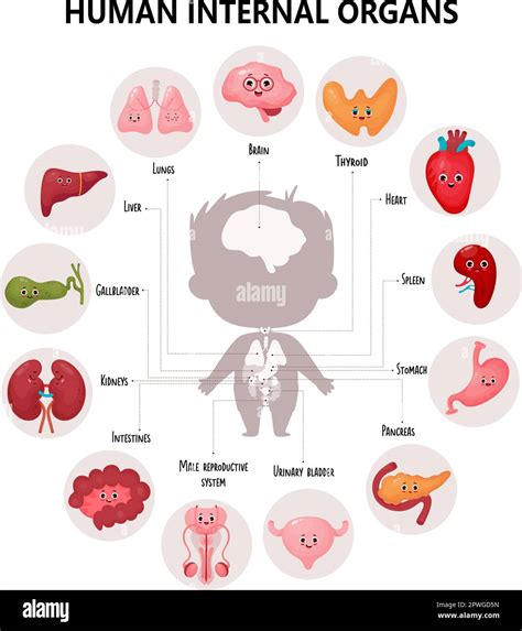 Anatomía del cuerpo humano Infografías lindas con esquema visual de