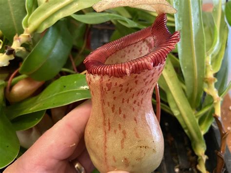 Nepenthes Ventricosa For Sale Carnivorous Plants