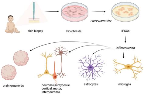 Frontiers Pre Clinical Investigation Of Rett Syndrome Using Human