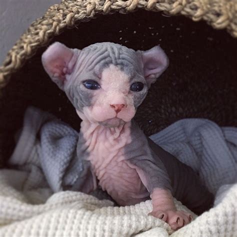 Pin On Peach Fuzz Sphynx Follow Us On Instagram