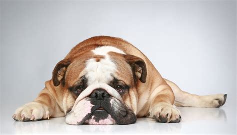 30 Most Lazy Dog Breeds Perfect for a Couch Potato Owner