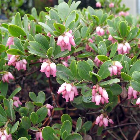 Hybrid Manzanita In Bloom Native Plant Guide Plants Native Plants