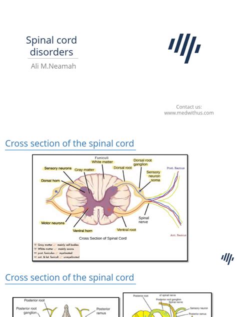 Spinal Cord Disorders Pdf Vertebral Column Spinal Cord