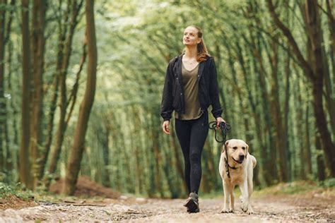 Hvor lange ture skal du gå med din hund