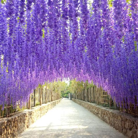 Wisteria Canvas Wall Art | Prints