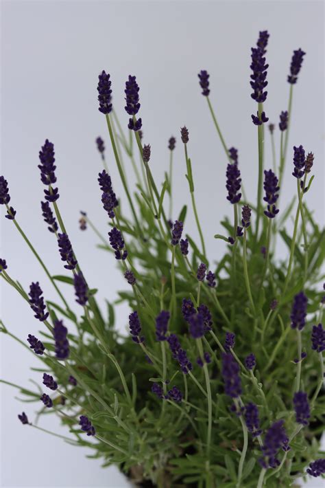 Lavender Anna® Hedges And Edging Plants Hedge Xpress