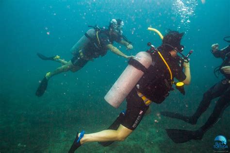 Como Llegar A Koh Tao Isla Tortuga Divers