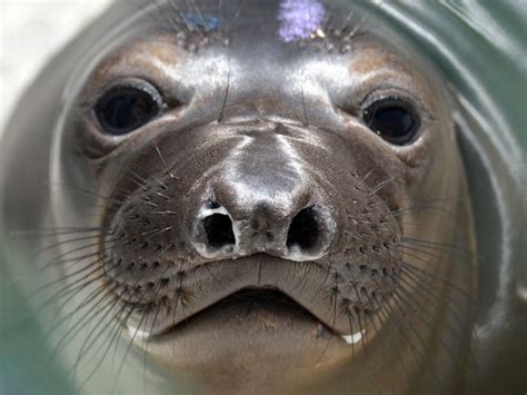 Whipsnade Revamp Gives Its Sea Lions Eye Trouble The Independent