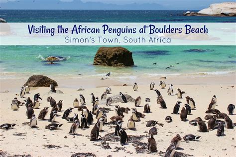 African Penguins at Boulders Beach in Simon's Town, South Africa ...