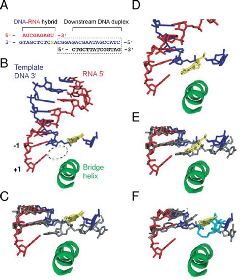 Structure Of A CydA Damaged Pol II Elongation Complex A RNA DNA