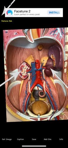 Urinary System Models Flashcards Quizlet