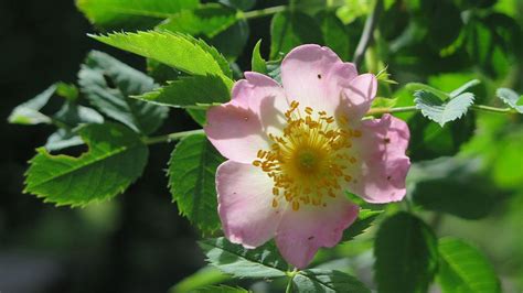 Plantes D Int Rieur D Entretien Facile Pi Ces Sombres