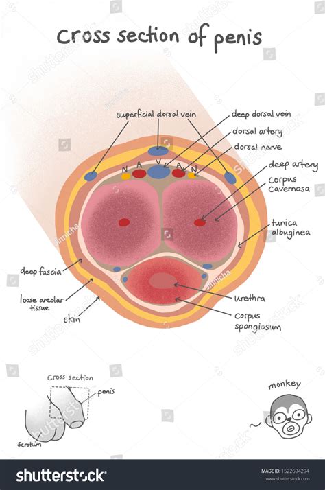 Illustration Cross Sectional View Human Penis