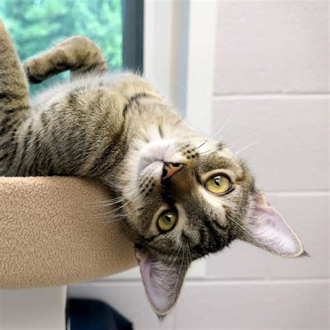 Amber 11_KS | Paws4ever