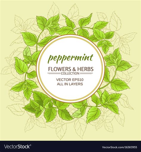 Peppermint frame Royalty Free Vector Image - VectorStock