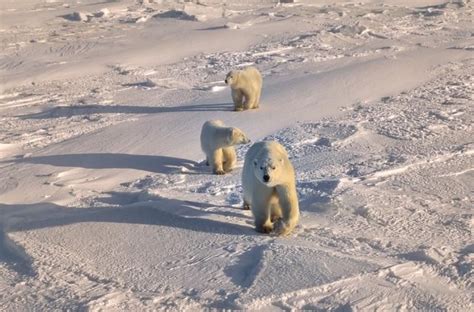 Polar bears are the world's largest land predators and play an important role in the Arctic ...