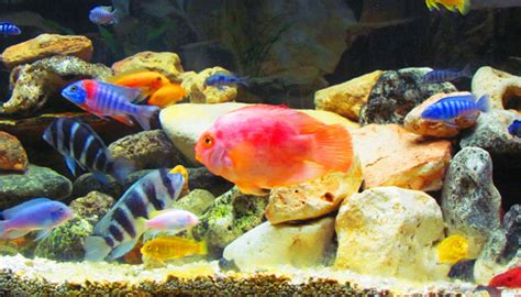 Introduction to African Cichlids