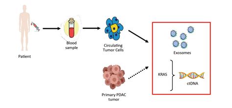 Detection Of Ctcs Exosomes And Ctdna By Collecting Blood Samples From