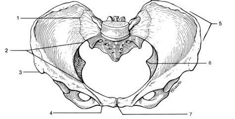 Pelvic Girdle Bone Markings