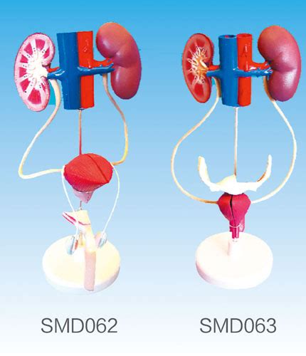 SMD062男性泌尿生殖系统解剖模型 泌尿生殖模型 苏州苏模仪器有限公司