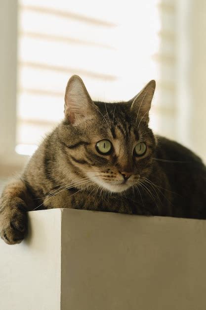 Retrato De Un Hermoso Gato Con Ojos Verdes Foto Vertical Foto Premium