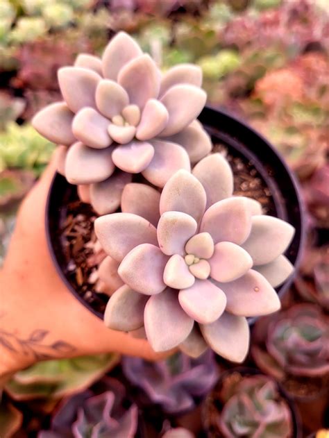 Planta Suculenta Graptoveria Ellen