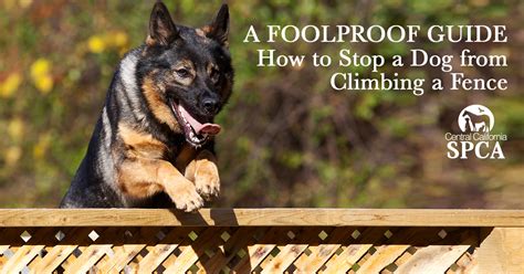 how to keep a dog from climbing fence