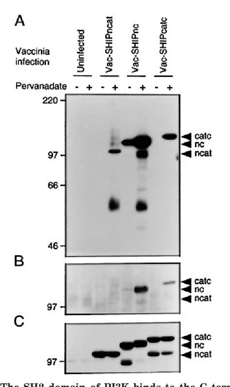 Figure From The Sh Domain Containing Inositol Phosphatase Ship