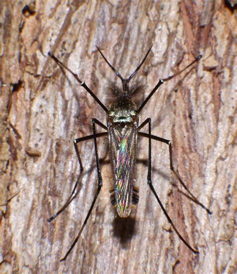 Giant Shaggy Haired Gallinipper Predatory Mosquito Toxorhy Flickr