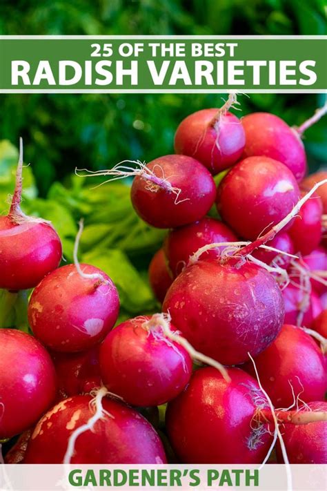 25 of the Best Radish Varieties to Grow at Home | Gardener’s Path