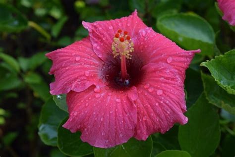 Hibiscus Rosa Sinensis Guida Completa Alla Coltivazione E Cura