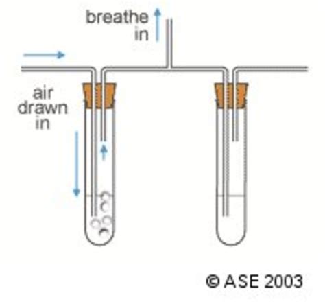 Carbon Dioxide Experiment | Teaching Resources