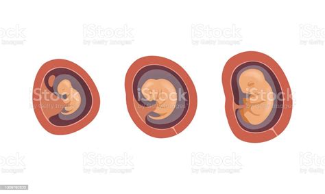 Process Of Fetal Development Or Embryological Stage Vector Set Stock