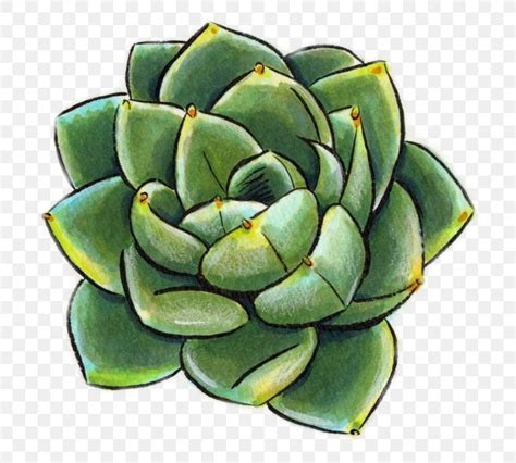 Drawing Succulent Plant Watercolor Painting Cactus Sketch PNG