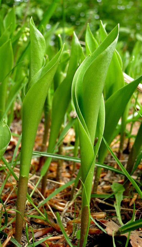 Meiklokje Of Lelietje Van Dalen Convallaria Majalis Hortus Nijmegen