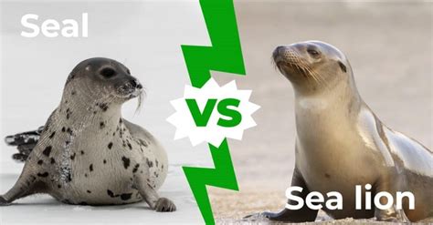 Sea Lion Vs Seal