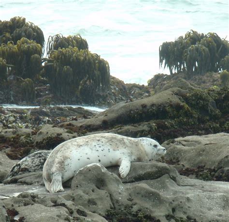 Everything Coastal....: Harbor Seals