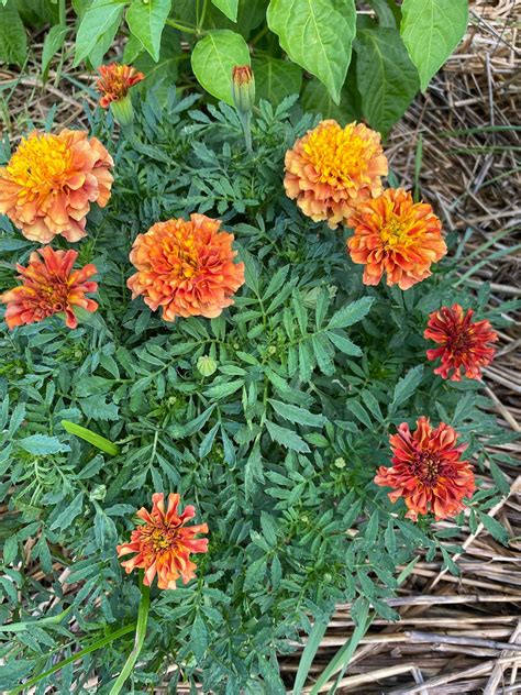 Strawberry Blonde Marigold Seeds Summer Annual Marigolds Etsy