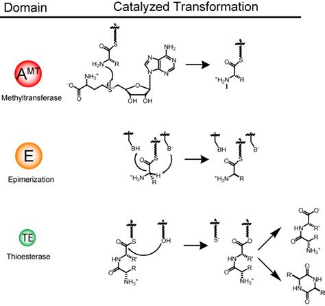 3 Some Typical Nrps Tailoring Domains And Their Catalyzed Reactions A Download Scientific